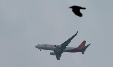 DGCA issues guidelines to prevent bird attacks at airports