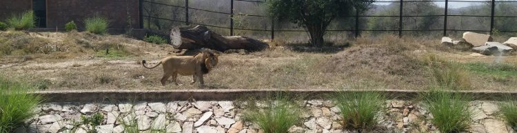 Wildlife: Nahargarh Biological Park Wildlife cemetery for three years