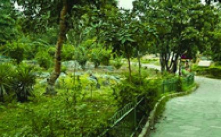 दिल्ली हाईकोर्ट ने सेंट्रल रिज में पेड़ों की कटाई पर लगाई रोक