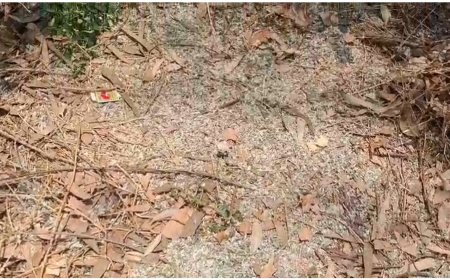 हरदोई में मिले भारी तादाद में नोटों के कतरन, पुलिस तफ्तीश में जुटी