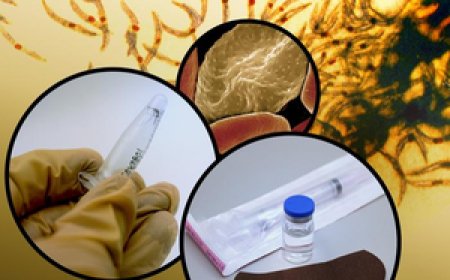 गर्भवती महिलाओं को मलेरिया से बचाने में कारगर हो सकता है एनआईएच का परीक्षणाधीन टीका