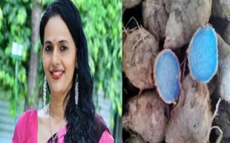 आयुर्वेद में काली हल्दी के कई फायदे, कैंसर के इलाज में भी मददगार