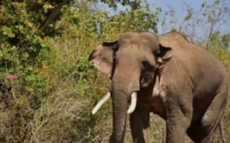 ओडिशा में इस साल 50 हाथियों की असामान्य मौत की जांच का आदेश