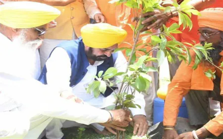 Punjab में हरियाली की नई क्रांति: Mann सरकार ने बढ़ाया Tree Cover 177.22 Square Kilometers तक!