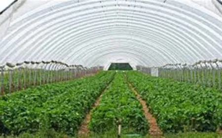 खेती की ओर लौटता Punjab का युवा! CM Mann की नीतियों से 1,200+ युवा बने सफल ‘Agri-Businessmen’, Polyhouse Farming से कमा रहे लाखों रुपये