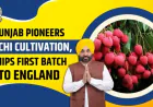 Punjab बना देश का Lychee Hub: Mann सरकार ने खोला export का रास्ता, किसानों की आमदनी 5 गुना बढ़ी