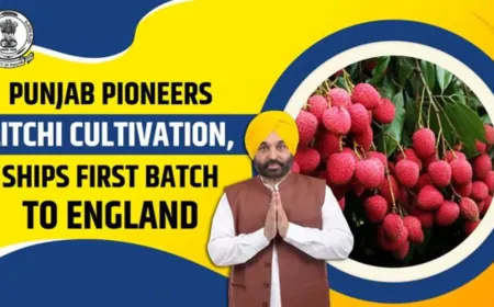 Punjab बना देश का Lychee Hub: Mann सरकार ने खोला export का रास्ता, किसानों की आमदनी 5 गुना बढ़ी