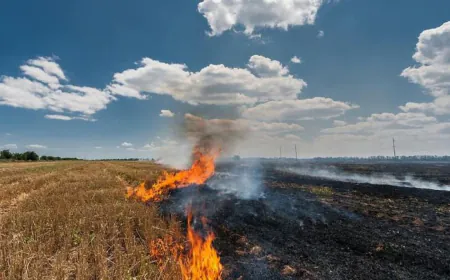 Central Government ने की Mann सरकार की सराहना, Punjab की सफ़लता, किसानों के सहयोग से Stubble Burning Incidents में 85% की ऐतिहासिक गिरावट
