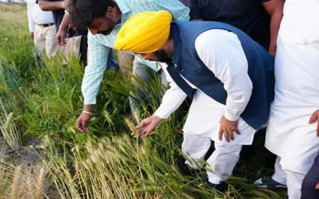 Mann सरकार की ऐतिहासिक Achievement: 1.1 Million से ज्यादा किसानों को मिला MSP Benefit