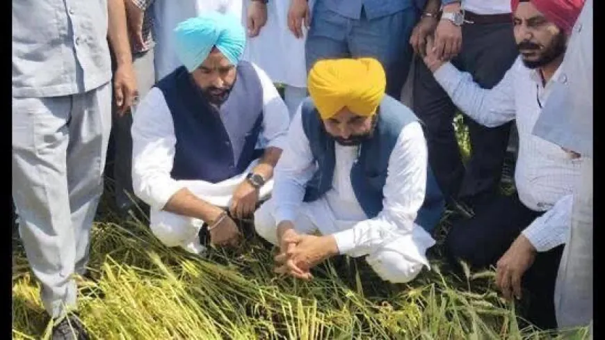 “अपना CM – अपने खेता विच”: किसानों के खेतों तक पहुंचकर CM Bhagwant Mann ने बदली Punjab की तस्वीर