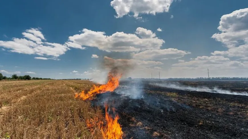 Central Government ने की Mann सरकार की सराहना, Punjab की सफ़लता, किसानों के सहयोग से Stubble Burning Incidents में 85% की ऐतिहासिक गिरावट