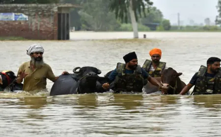 बाढ़ के बाद Dairy Farmers को बड़ा Relief: Punjab Government देगी 59 Lakh रुपये की मदद; Hoshiarpur और Taragarh के किसानों को बड़ा फायदा, Verka Brand का भी विस्तार